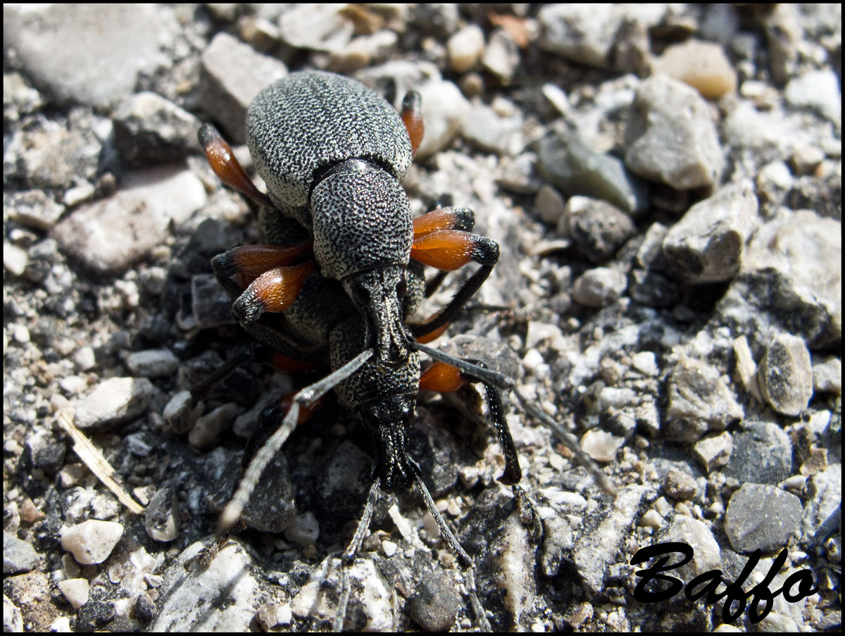 Calandra granaria? - Otiorhynchus cardiniger ssp. cardiniger